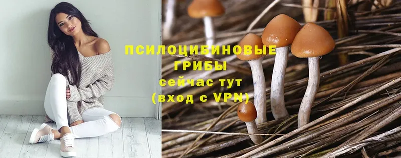 Галлюциногенные грибы Psilocybine cubensis  Заозёрск 